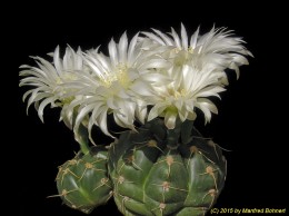 Gymnocalycium megalothelon ssp. prestleanum 109